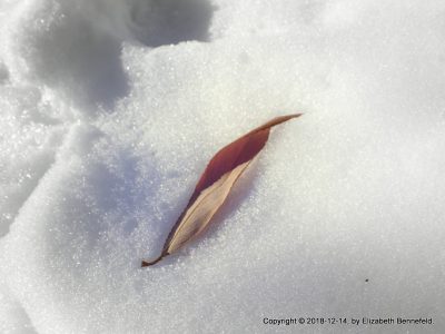a brown, curled willow leaf resting on the edge of a paw print in the snow