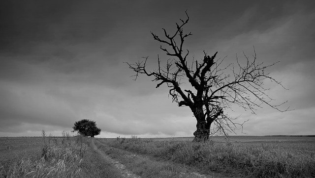 cloudy, rutted dirt road,, distant tree, dead tree in foreground
